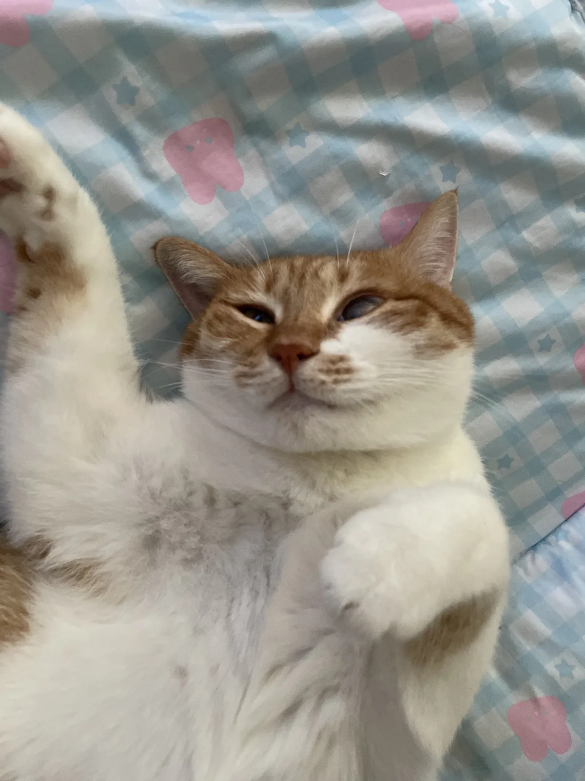 An orange-and-white cat lying on its back on a checked blanket, one front paw raised.